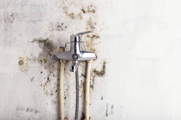 Best Best Mold Removal Companies  in Forest City, IA
