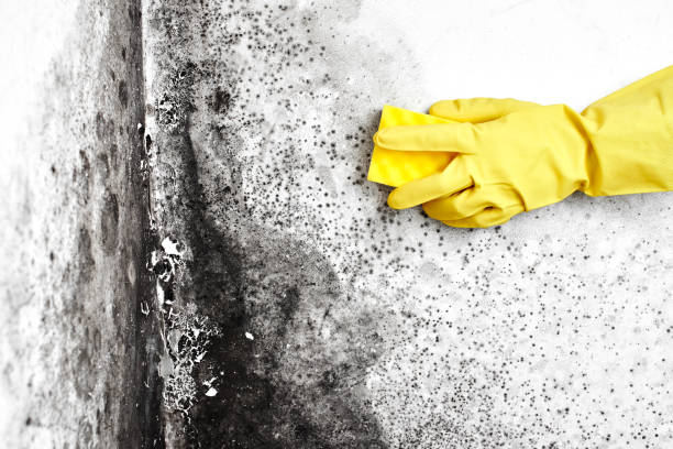 Crawl Space Mold Removal in Forest City, IA