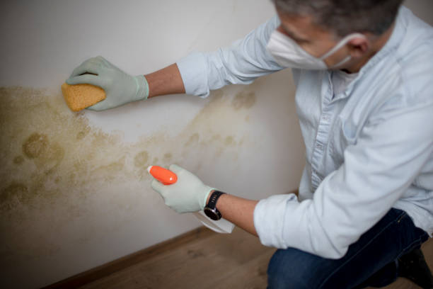 Best Fast Mold Removal  in Forest City, IA