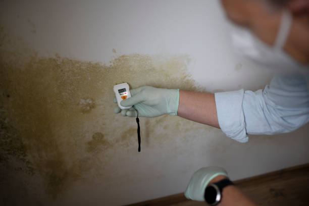 Best Residential Mold Removal  in Forest City, IA