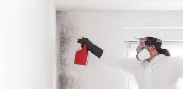 Forest City, IA Mold Removal Company