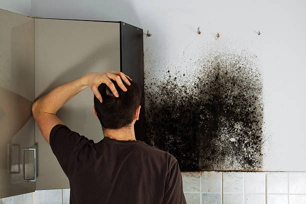 Best Professional Mold Removal  in Forest City, IA