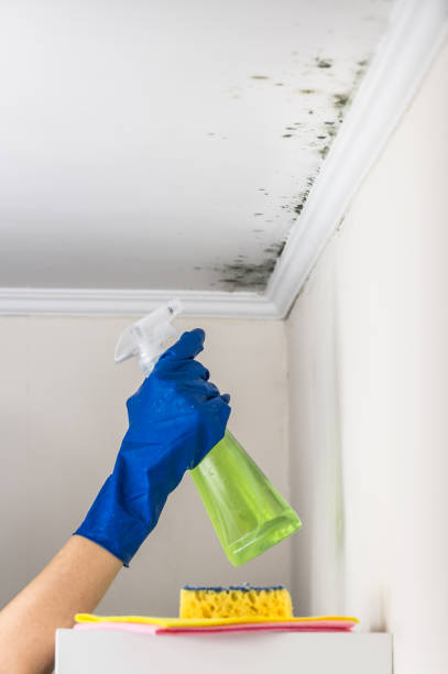 Best Black Mold Removal  in Forest City, IA