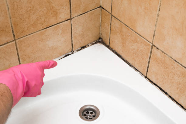 Best Mold Testing  in Forest City, IA