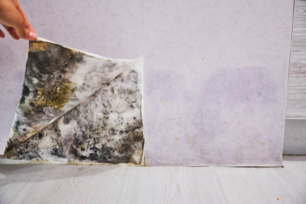 Best Local Mold Removal Service  in Forest City, IA